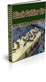 How To Grow Your Own Black Soldier Fly Larvae